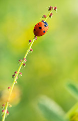 Seven spot lady bug on a leaf