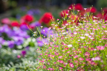 Beautiful colorful flower background.