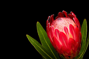 Single Red Protea Flower Isolated on Black Backgound