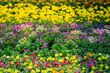 Obraz premium Beautiful colorful flower background.