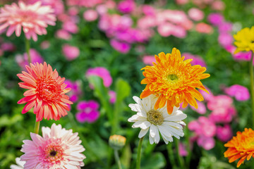 Beautiful colorful flower background.