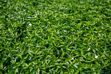 Green leaf background.