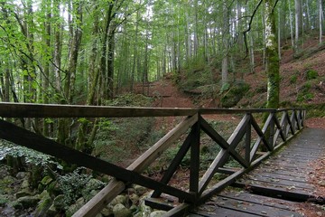 Wooden bridge in the forest near Vizzavona station, trekking route GR20, Corsica