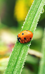 Seven spot lady bug on a leaf
