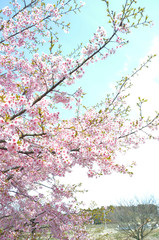 大漁桜