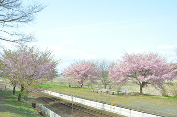 Fototapeta na wymiar 大漁桜