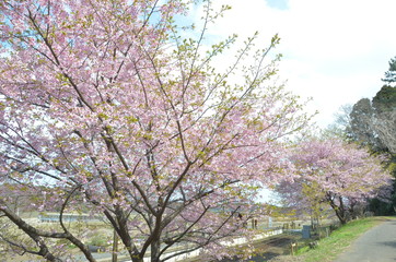 Obraz premium 大漁桜