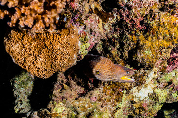 Moray eel Mooray lycodontis undulatus in the Red Sea, eilat israel