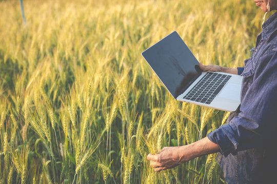 agriculture are examining the growth of barley and using modern concept tablets.