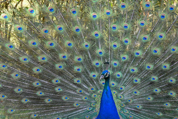 peacock displaying its beautiful feathers