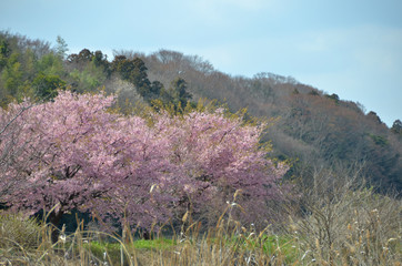 大漁桜