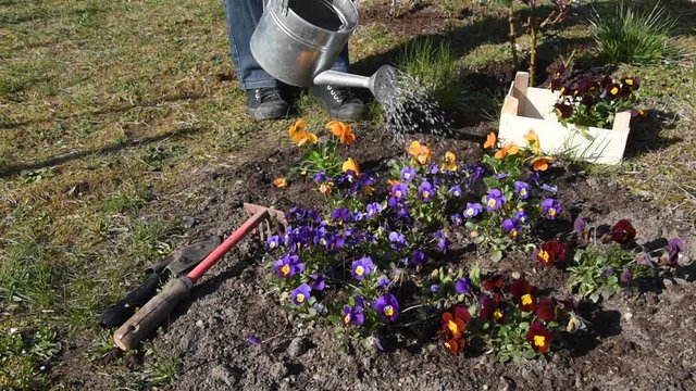 Watering flowers (pansy) in spring