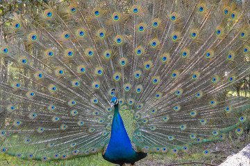 peacock displaying its beautiful feathers
