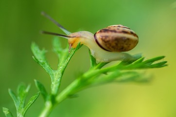 Smaill snail outside background