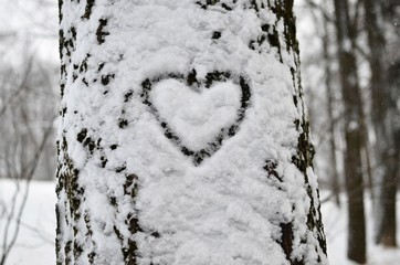 Naklejka premium Valentine's Day. Heart on a snowy birch trunk.