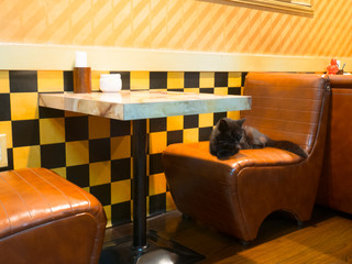 椅子に座っている喫茶店の猫