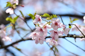 大漁桜
