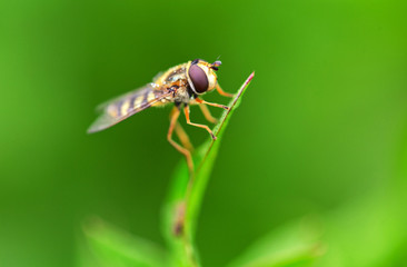 Hoverfly resting on a leaf