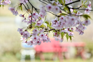 大漁桜