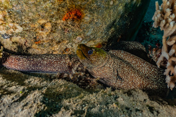 Moray eel Mooray lycodontis undulatus in the Red Sea, eilat israel