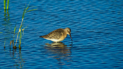 Curlew Sandpiper, Calidris ferruginea, at sea shoreline searching for food, close-up portrait in tide, selective focus