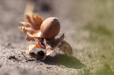 Hazelnuts lie on the ground