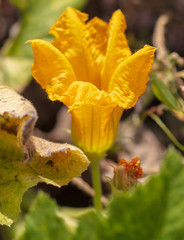 Flower on the squash plant in the garden