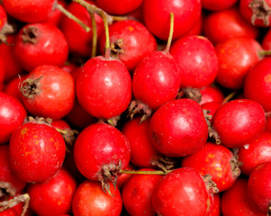 Red hawthorn berries as background
