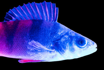 Blue pink snapper isolated on black background