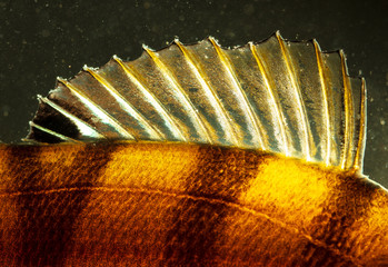 Perch fish fins in gold color