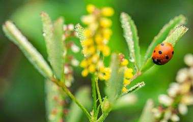 Seven spot lady bug on a leaf