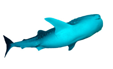 Whale Shark isolated on white background 