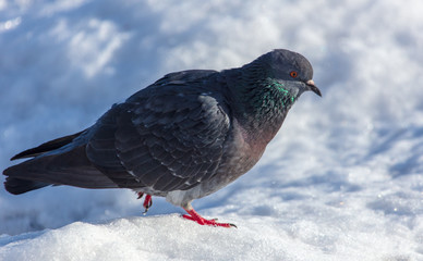 Dove in the snow in winter