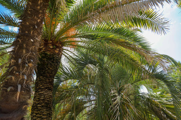 Palm trees in the park. Subtropical climate