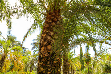 Palm trees in the park. Subtropical climate