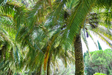 Fototapeta premium Palm trees in the park. Subtropical climate