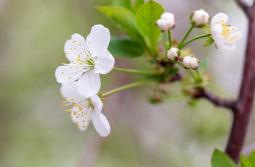 Flowers on the branches of cherry in spring