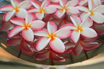 Plumeria or Frangipani flower floating in water in aluminium tray. Spa concept of blooming flowers.