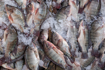 Fresh fish on Egyptian market