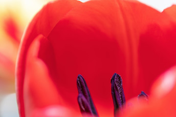 Abstract background red tulip close up pestle shot, focus with shallow depth of field