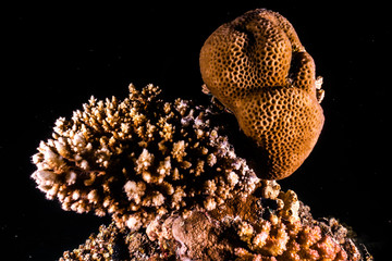 Moray eel Mooray lycodontis undulatus in the Red Sea, eilat israel