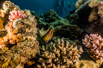 Naklejka na ściany i meble Moray eel Mooray lycodontis undulatus in the Red Sea, eilat israel