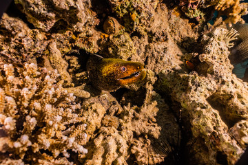 Moray eel Mooray lycodontis undulatus in the Red Sea, eilat israel