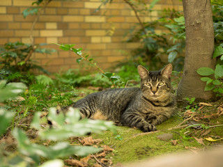 公園のキジトラ猫