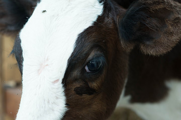 head f cow in farm