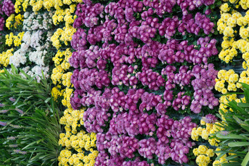 colourful flower wall in garden