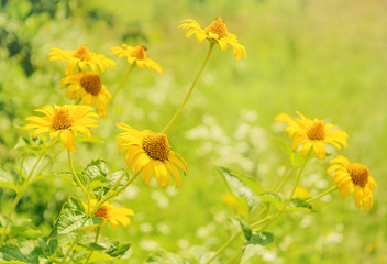 Yellow wildflowers on colorful summer meadow. Floral background. Selective focus.