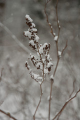 tall grass in winter