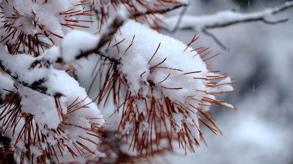 Pine Needles
