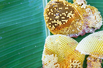 Wild beehives on banana leaves.